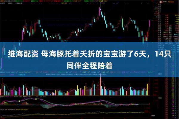 维海配资 母海豚托着夭折的宝宝游了6天，14只同伴全程陪着